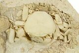 Fossil Crab (Potamon) Preserved in Travertine - Turkey #350886-1